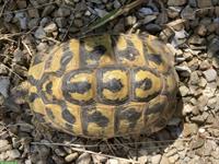 Griechische Landschildkröten 28 Jahre zu verkaufen