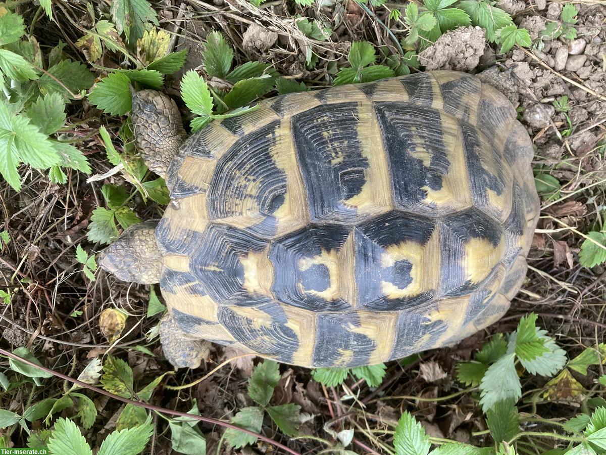 Bild 2: Griechische Landschildkröten 28 Jahre zu verkaufen
