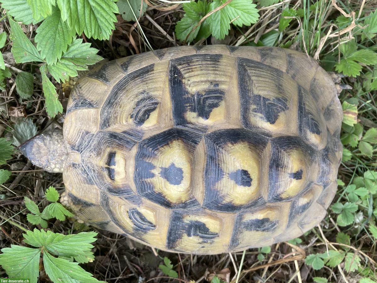 Bild 3: Griechische Landschildkröten 28 Jahre zu verkaufen