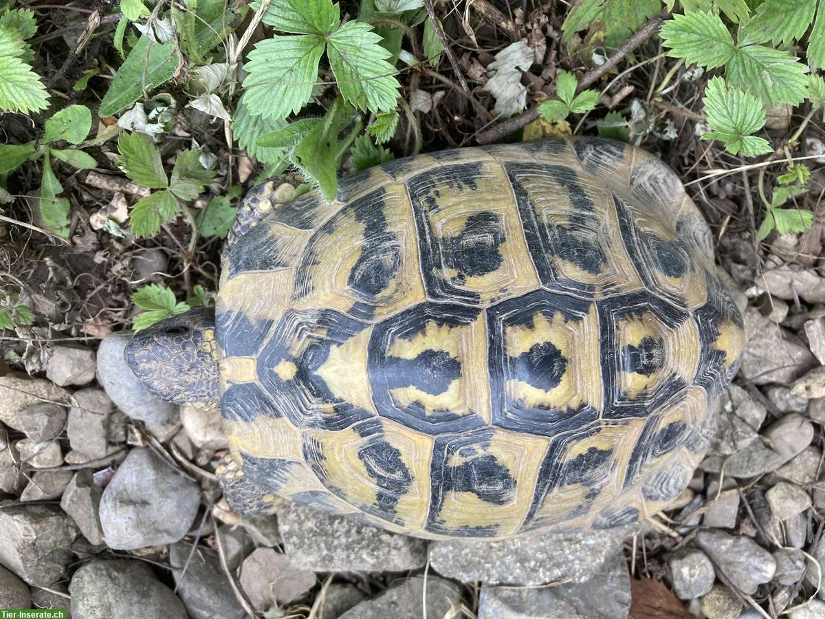 Bild 4: Griechische Landschildkröten 28 Jahre zu verkaufen