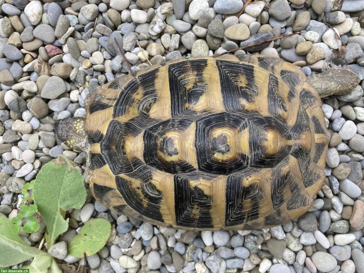 Bild 5: Griechische Landschildkröten 28 Jahre zu verkaufen