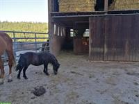 Zutrauliches Shetty Pony sucht neues Zuhause