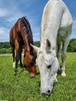 Reitbeteiligungen für zwei Pferde im Kanton Solothurn