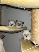 BKH Kitten Bluepoint suchen neues Zuhause