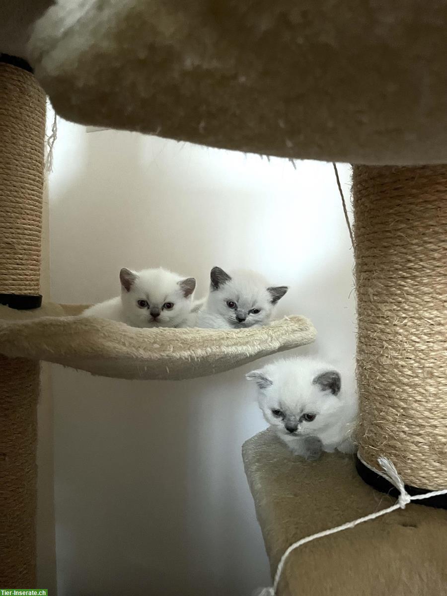 Bild 2: BKH Kitten Bluepoint suchen neues Zuhause