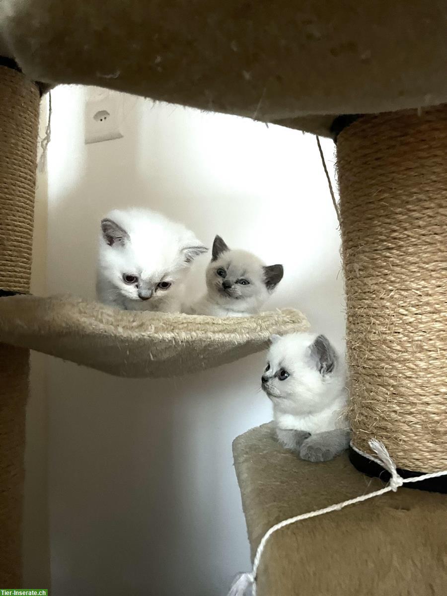 Bild 3: BKH Kitten Bluepoint suchen neues Zuhause