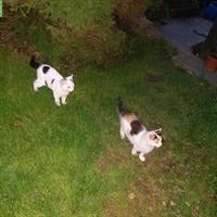 Junge Katzenbabys vom Bauernhof abzugeben