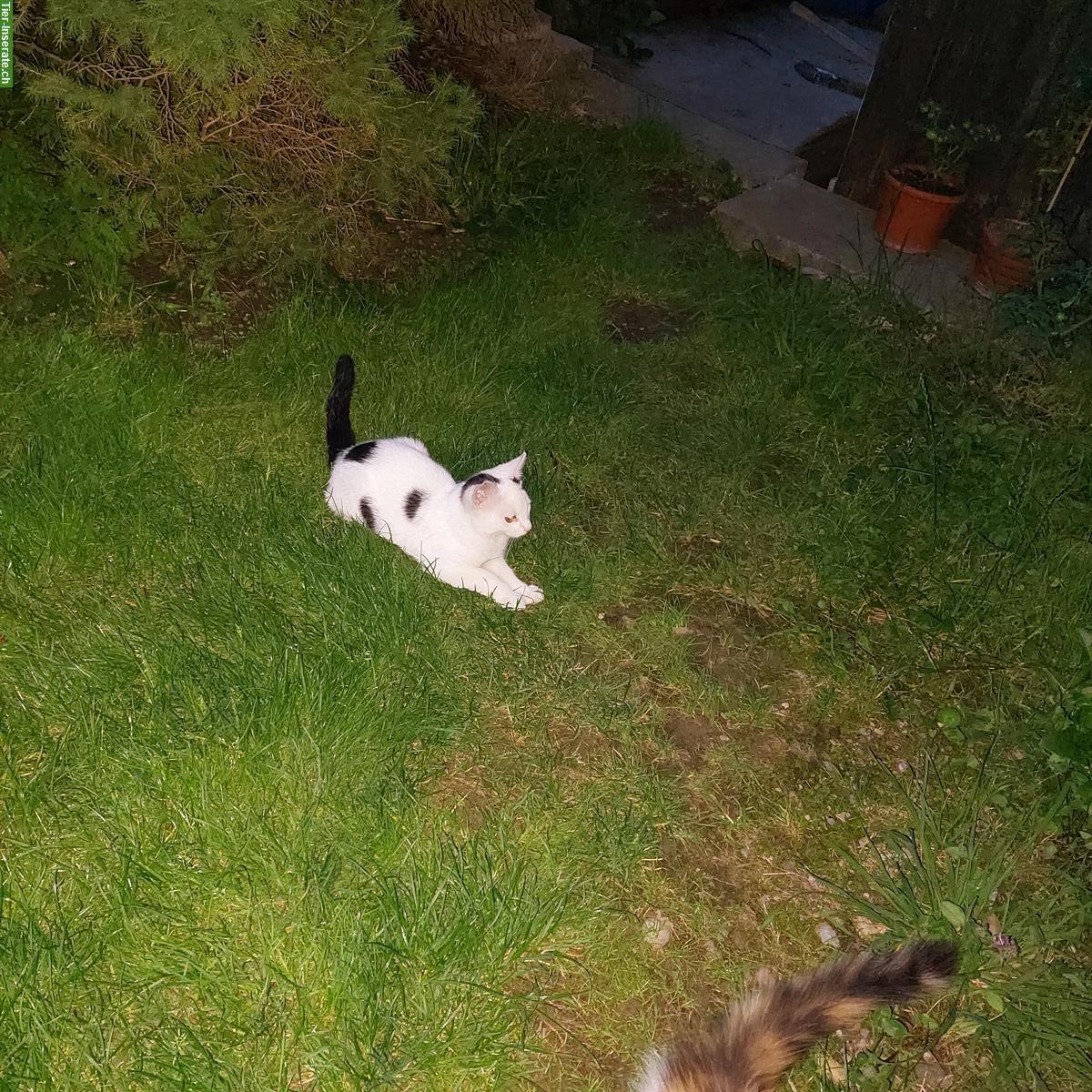 Bild 2: Junge Katzenbabys vom Bauernhof abzugeben