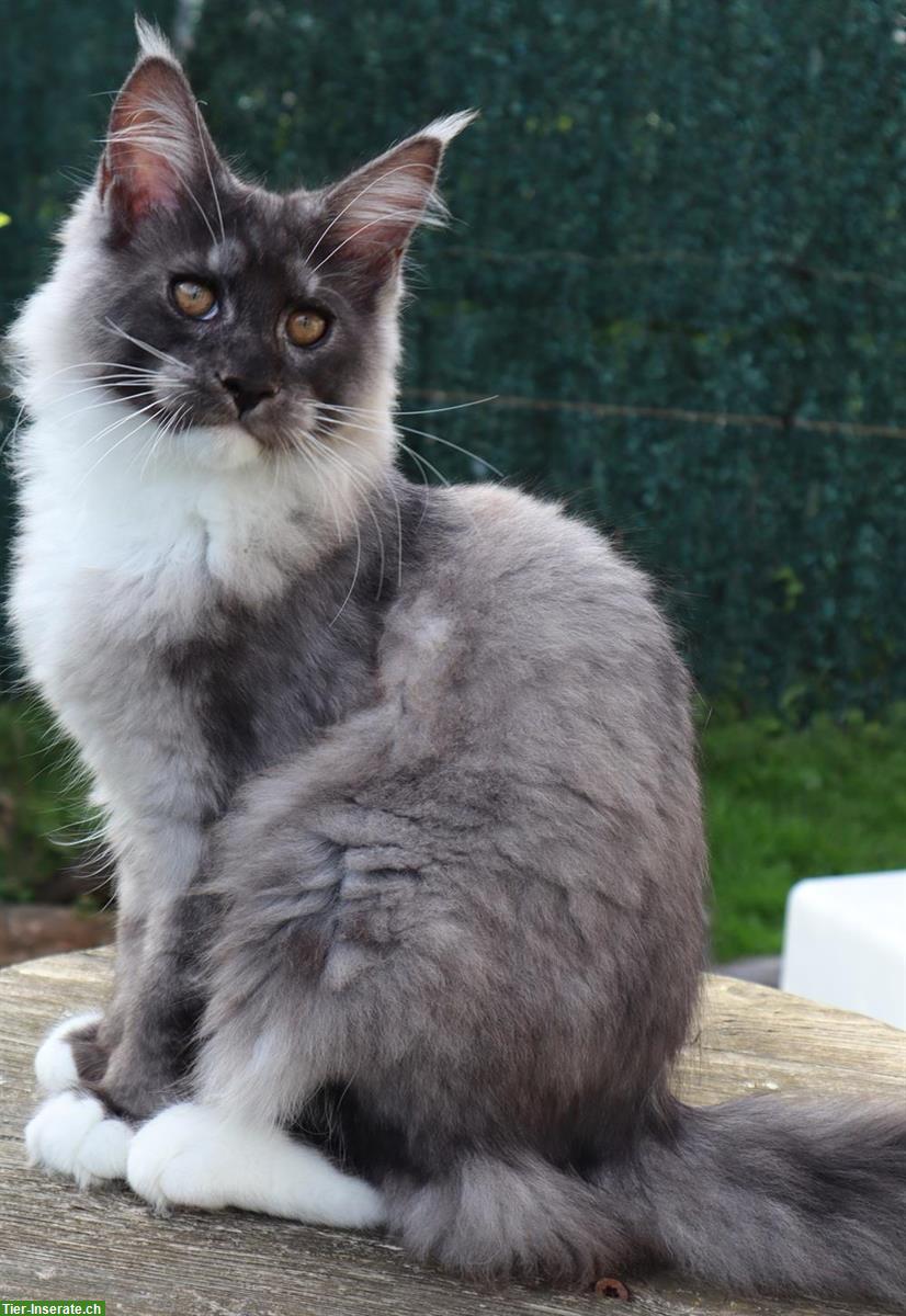 Maine Coon Kitten Luke & Jacky suchen neues Zuhause