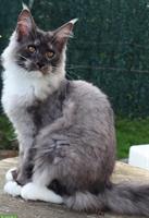 Maine Coon Kitten Luke & Jacky suchen neues Zuhause