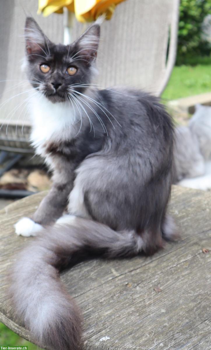 Bild 2: Maine Coon Kitten Luke & Jacky suchen neues Zuhause