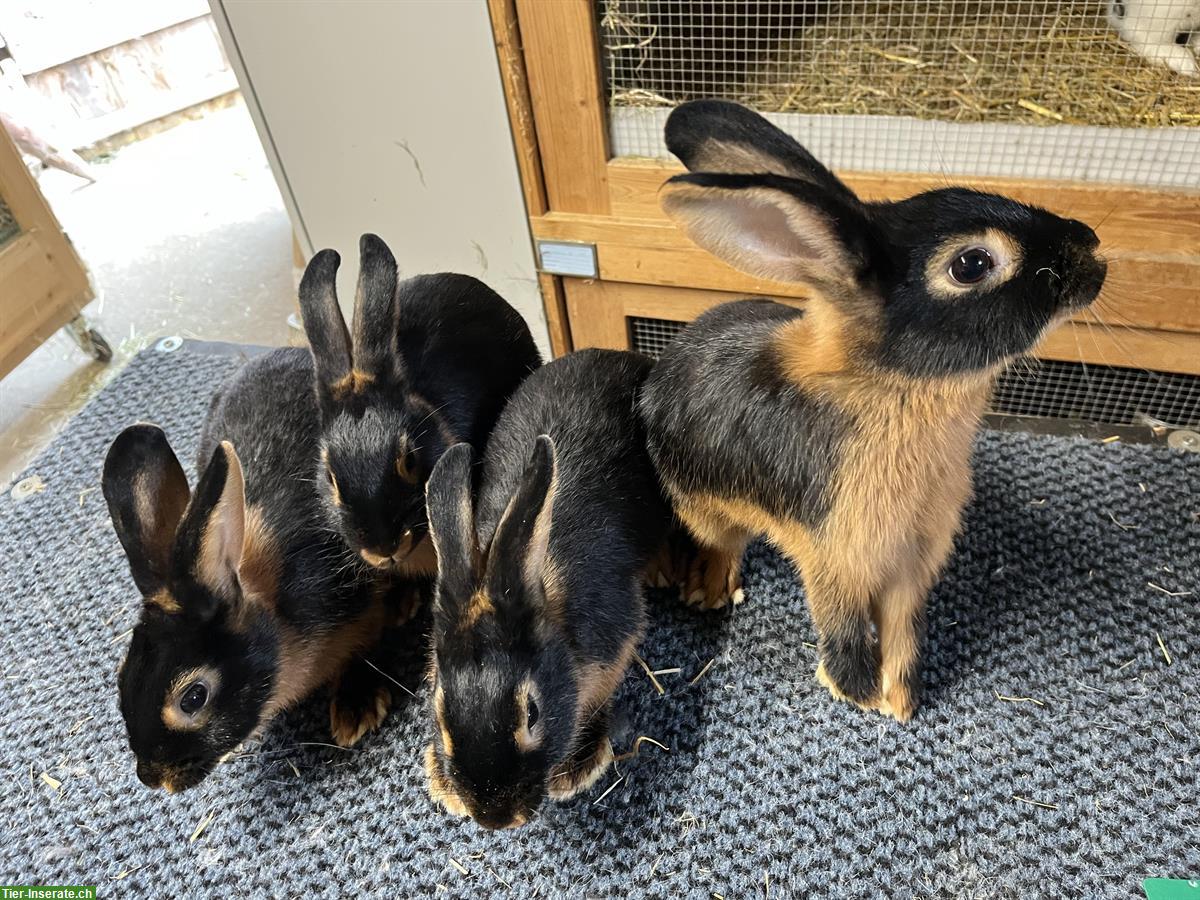 Junge Schwarzloh Kaninchen zu verkaufen