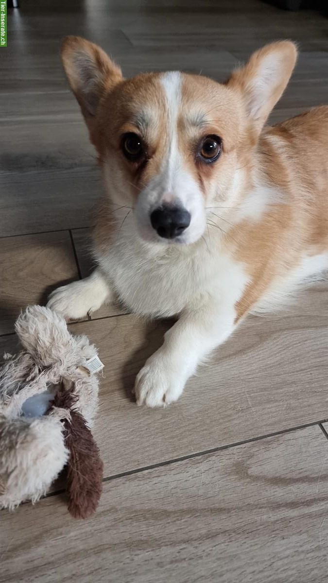 Welsh Corgi Pembroke Hündin sucht ein Zuhause