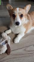 Welsh Corgi Pembroke Hündin sucht ein Zuhause