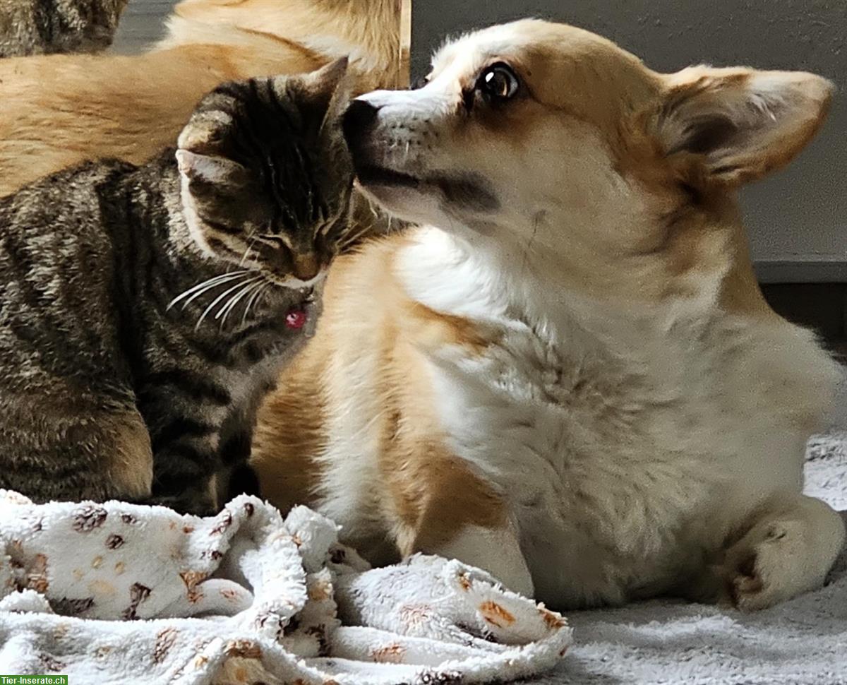 Bild 2: Welsh Corgi Pembroke Hündin sucht ein Zuhause