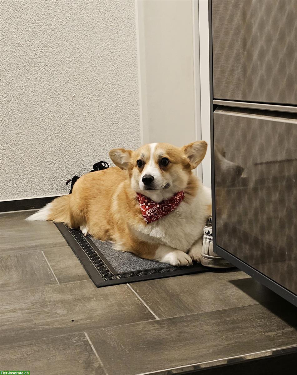 Bild 3: Welsh Corgi Pembroke Hündin sucht ein Zuhause