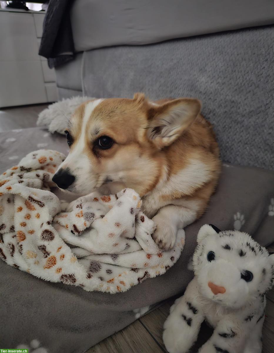 Bild 4: Welsh Corgi Pembroke Hündin sucht ein Zuhause