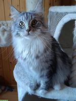Maine Coon Kater Savio sucht ein Zuhause