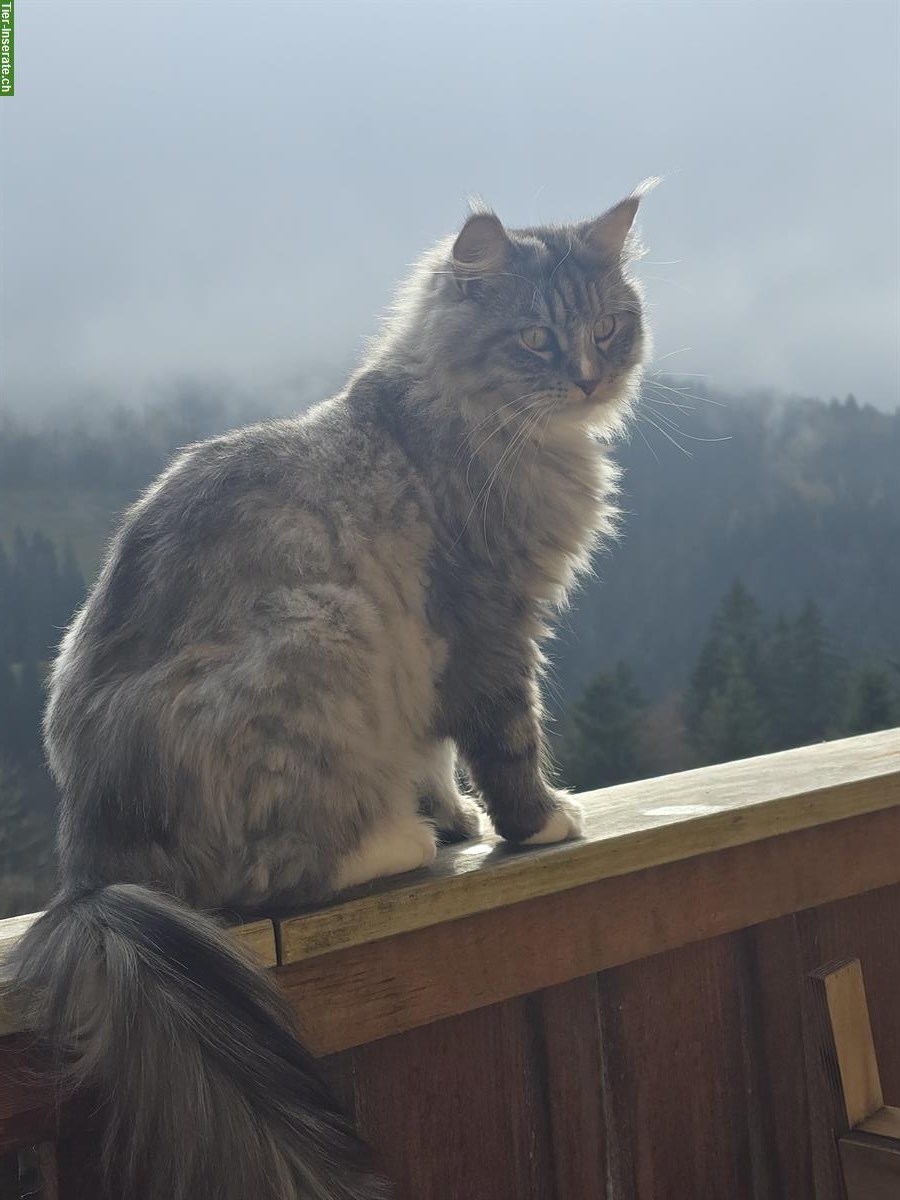 Bild 2: Maine Coon Kater Savio sucht ein Zuhause