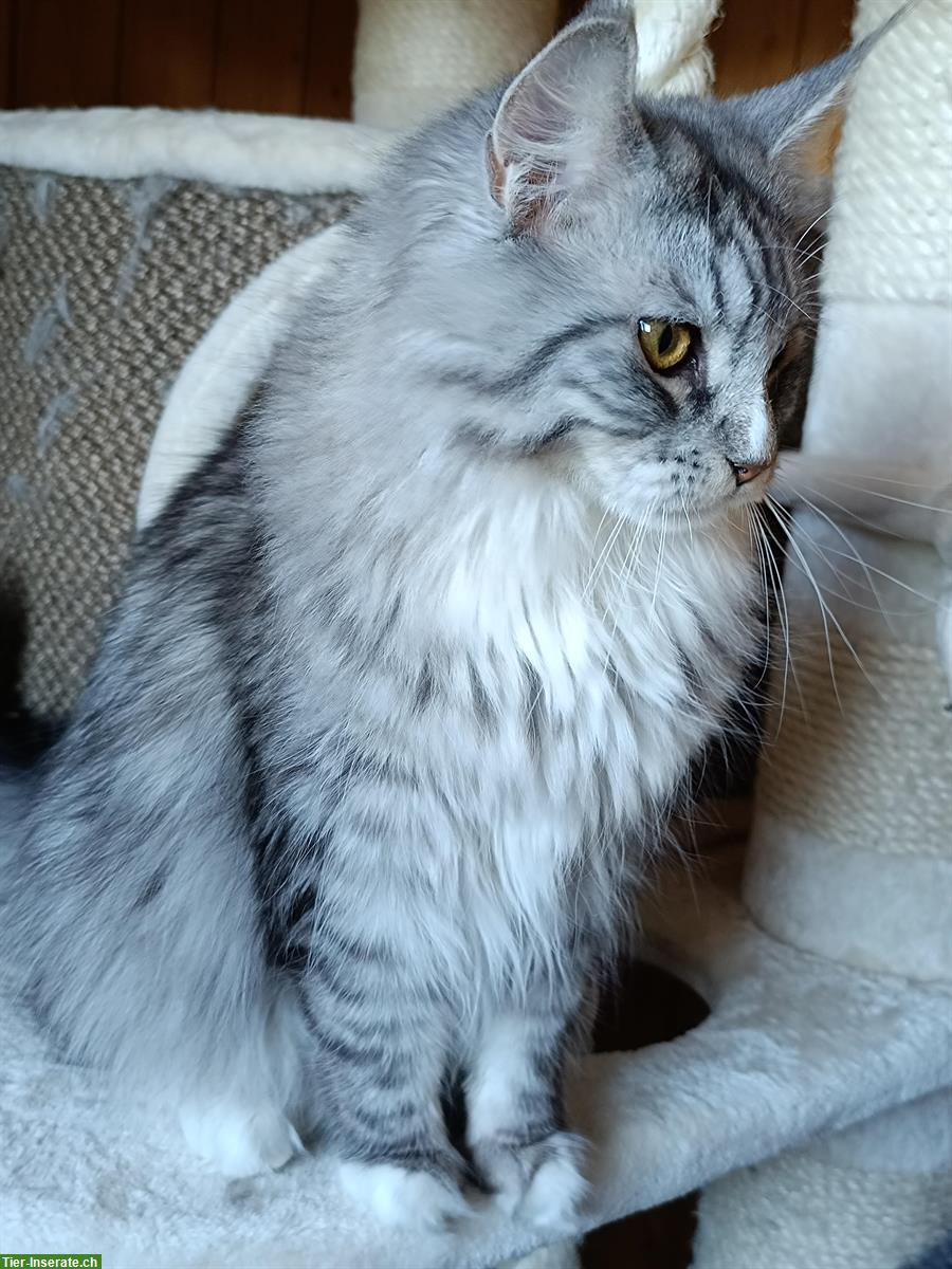 Bild 3: Maine Coon Kater Savio sucht ein Zuhause