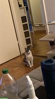 Europäische Kurzhaar Katze bekommt Babykatzen