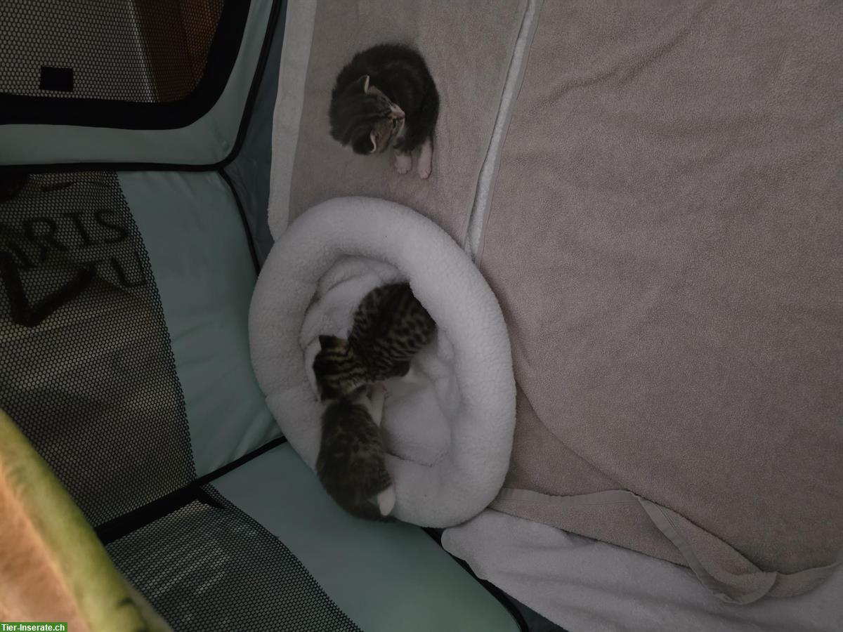Bild 2: Europäische Kurzhaar Katze bekommt Babykatzen