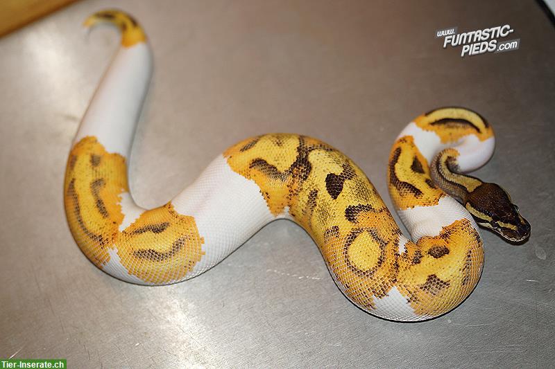 Königspython 1.0 Enchi GeneX Fire Pied Breeder