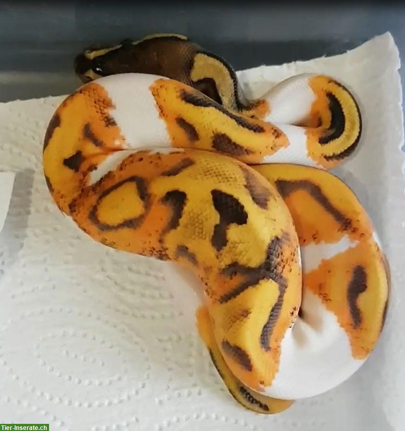 Bild 2: Königspython 1.0 Enchi GeneX Fire Pied Breeder