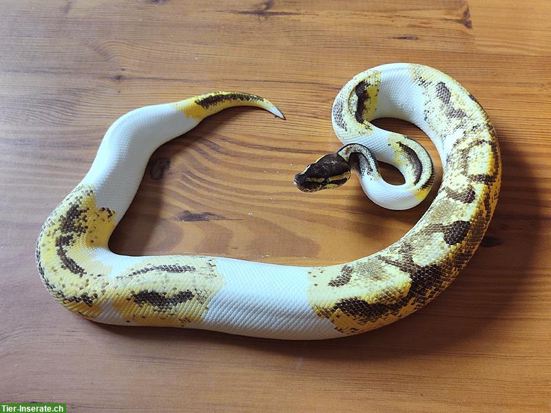 Bild 3: Königspython 1.0 Enchi GeneX Fire Pied Breeder
