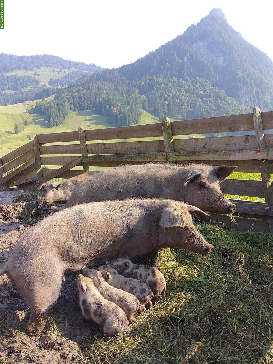 Turopolje Ferkel zu verkaufen