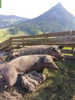 Turopolje Ferkel zu verkaufen