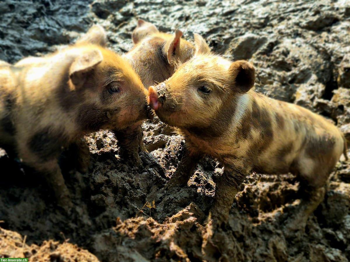 Bild 2: Turopolje Ferkel zu verkaufen