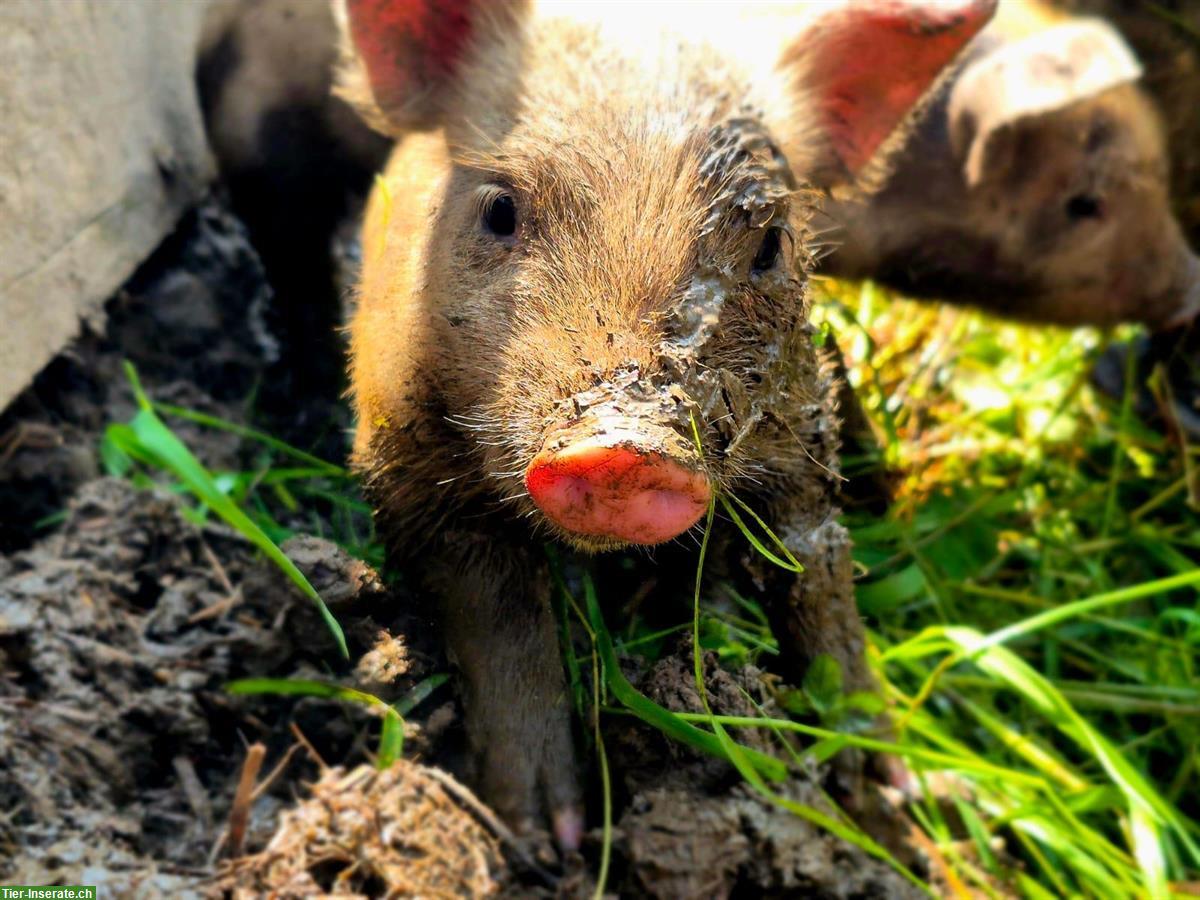 Bild 3: Turopolje Ferkel zu verkaufen
