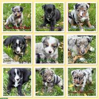 Hundewelpen Mischlinge zu verkaufen