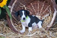 Herzige Jack Russell Welpen vom Bauernhof