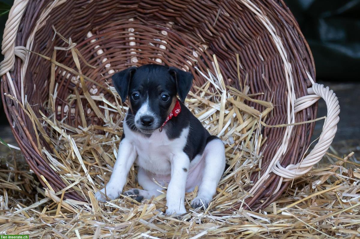 Bild 2: Herzige Jack Russell Welpen vom Bauernhof