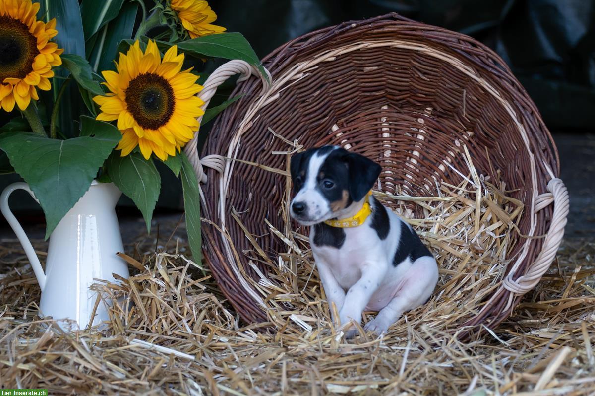 Bild 3: Herzige Jack Russell Welpen vom Bauernhof