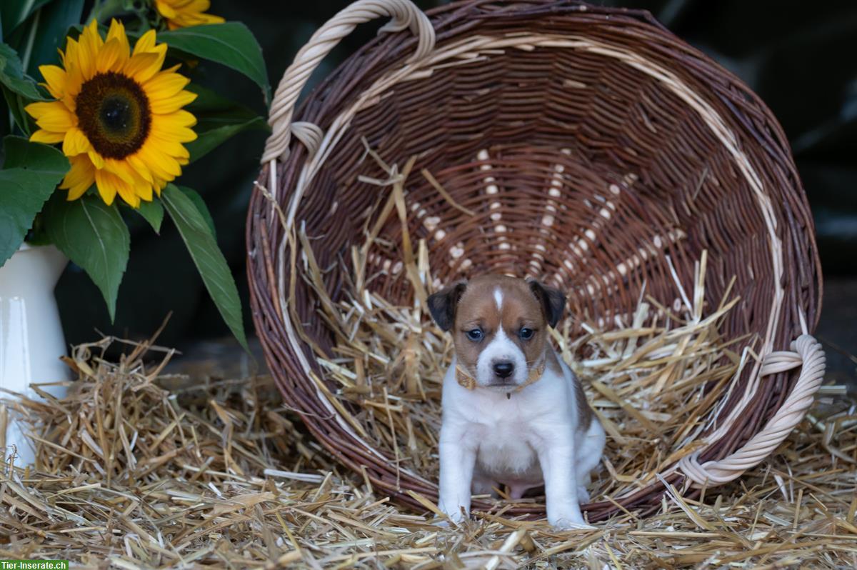 Bild 4: Herzige Jack Russell Welpen vom Bauernhof