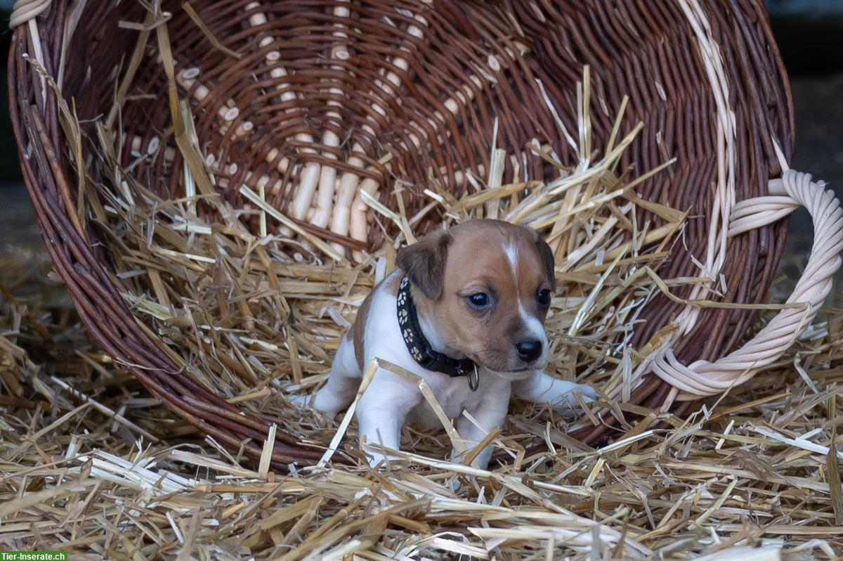 Bild 5: Herzige Jack Russell Welpen vom Bauernhof