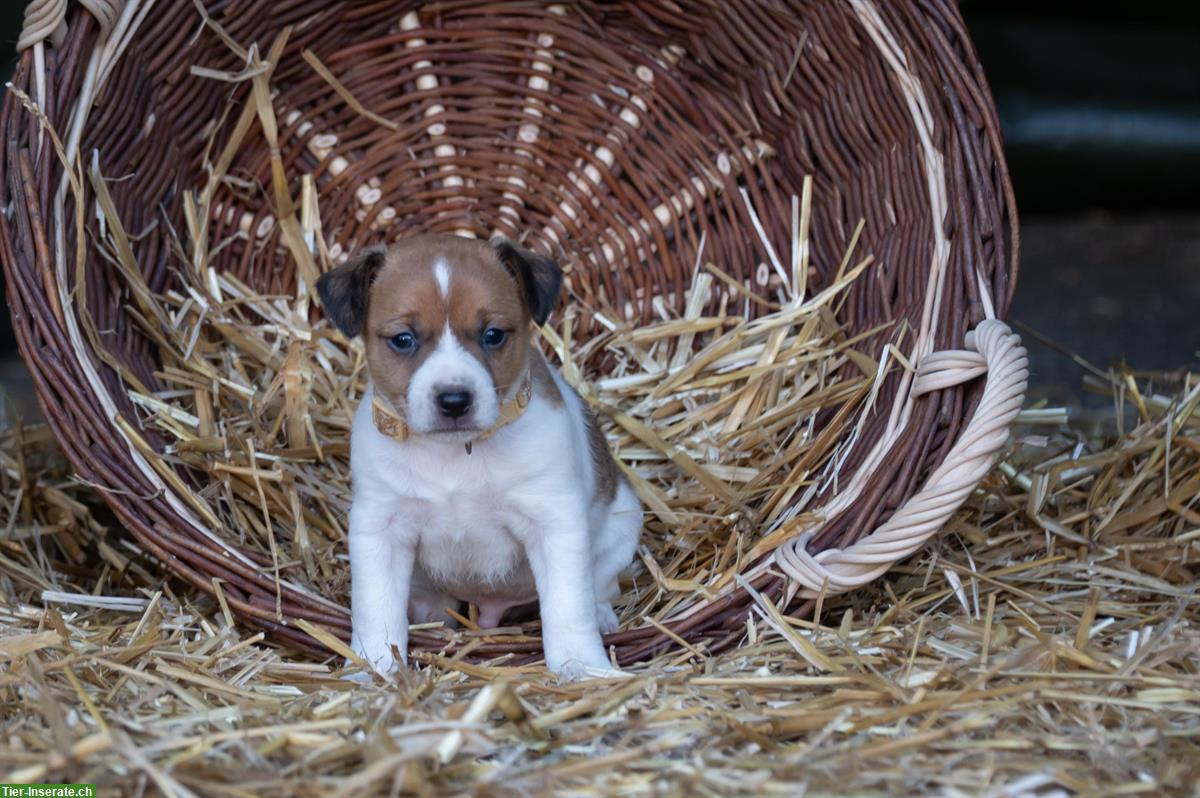 Bild 6: Herzige Jack Russell Welpen vom Bauernhof