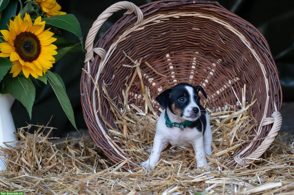 Bild 7: Herzige Jack Russell Welpen vom Bauernhof