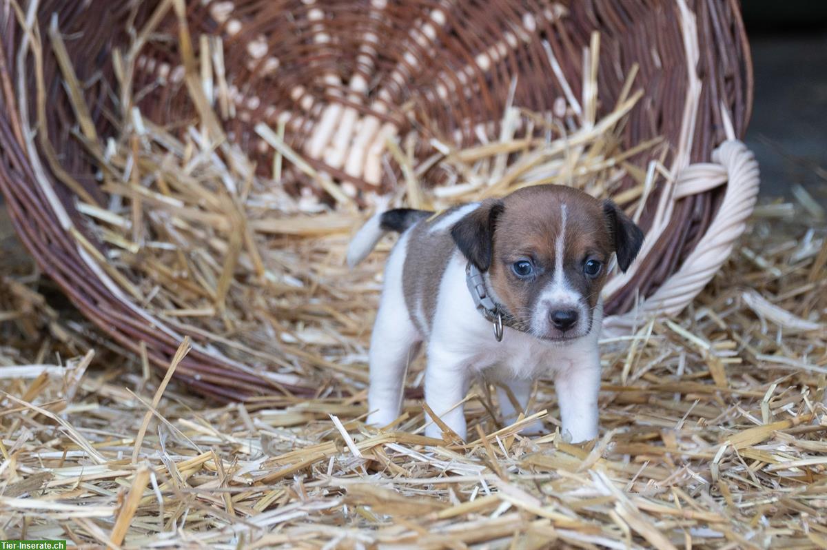 Bild 8: Herzige Jack Russell Welpen vom Bauernhof