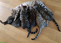 Reinrassige Bengal Kitten suchen ein Zuhause