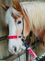 Suche Reitbeteiligung 1-2x pro Woche, Oberweningen ZH