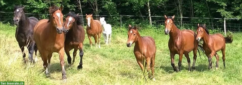 Offenstall für 1-2 Pferde Selbstversorger/Teilversorger in Gansingen