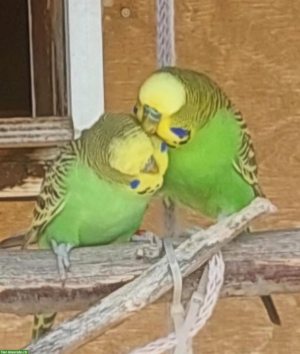 Junge Wellensittiche in den Farben gelb, grün, blau