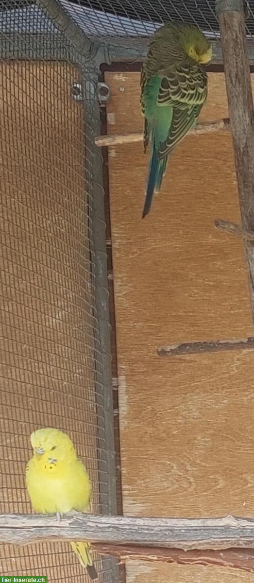 Bild 3: Junge Wellensittiche in den Farben gelb, grün, blau