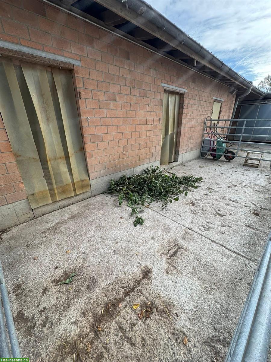 Bild 5: Bieten freie Auslaufboxe in Bettlach SO