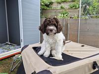 Lagotto × Labradoodle Welpe sucht ein Zuhause