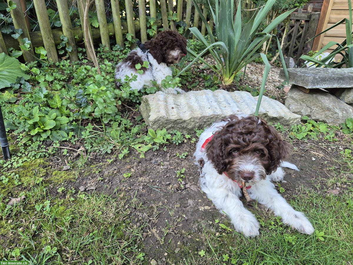 Bild 2: Lagotto × Labradoodle Welpe sucht ein Zuhause
